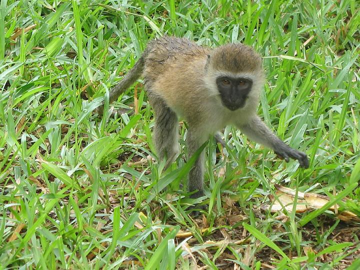 Kenya 132